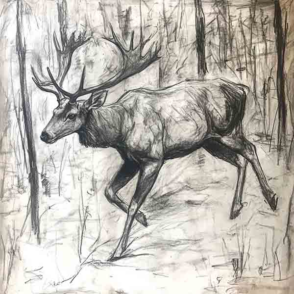 Elk Drawing 02