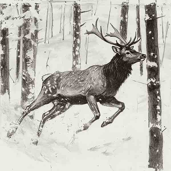Elk Drawing 04