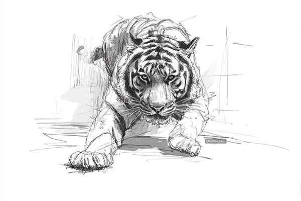 How to Draw a Charging Tiger, Realistic Tiger Drawing Sketch Illustration Art Ideas