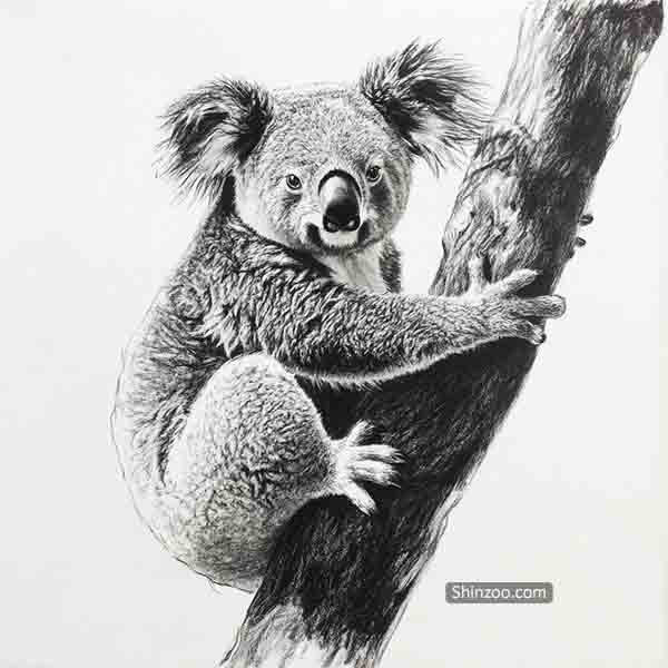 Koala Drawing Ideas, Realistic Koala Sketch Illustration Wildlife Art, How to Draw Koala