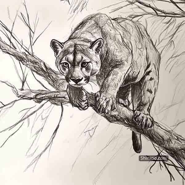 Puma on a tree drawing 04