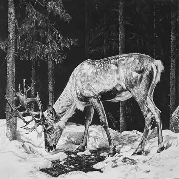 Reindeer Drawing 03