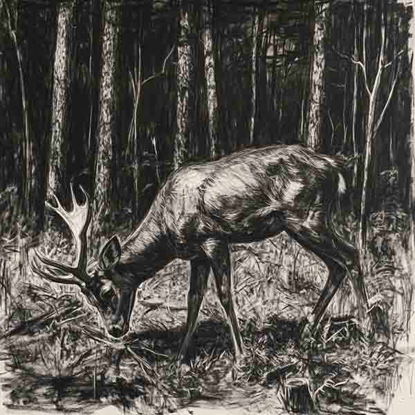 Stag Drawing 02