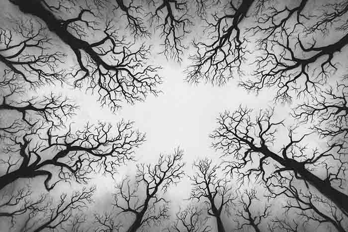 Creepy forest sketch featuring twisted tree branches