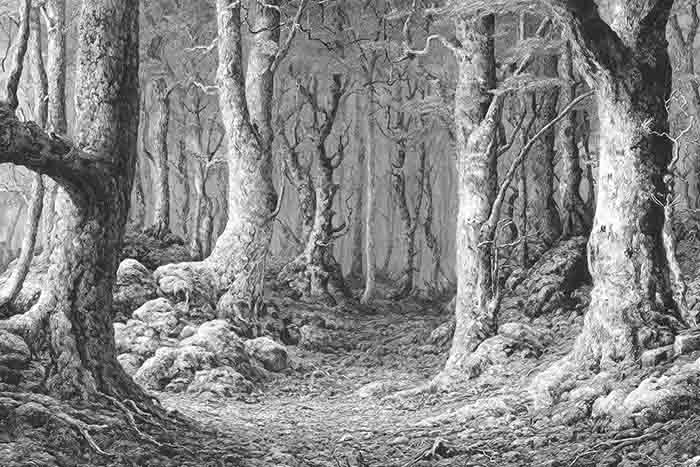 Sketch of eerie leafless forest trees with gnarled branches