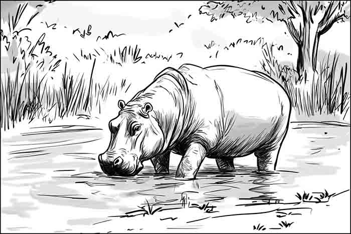 Hippopotamus Realistic Drawing, How to Draw a Cute Hippo Drinking in Pond Sketch Illustration