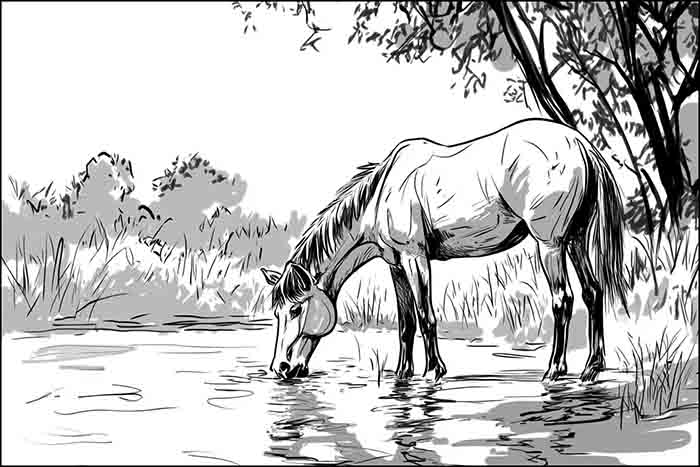 Horse Realistic Drawing, How to Draw a Wild Horse Drinking in Pond Sketch Illustration