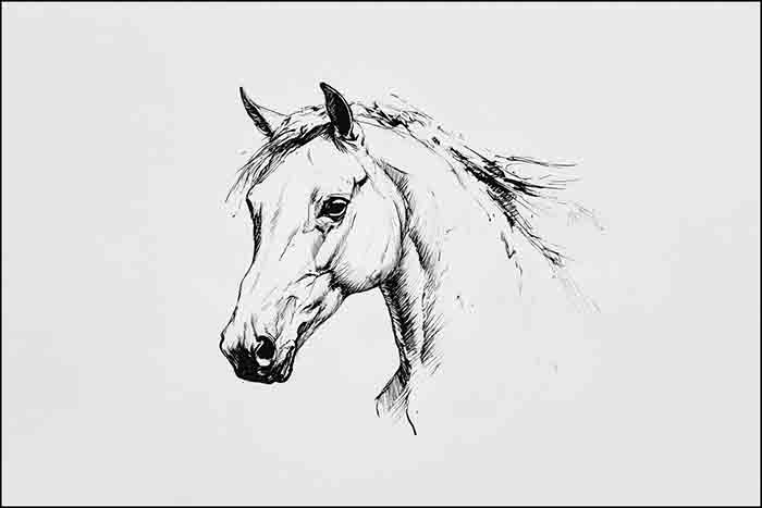 Horse Head Portrait Drawing, How to Draw a Realistic Horse Head Profile Ink Sketch Illustration