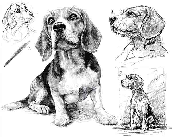 beagle drawing realistic 02