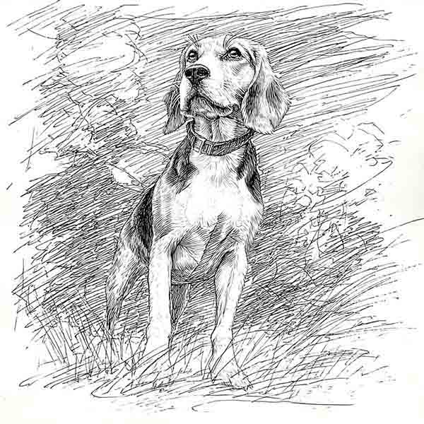 beagle drawing realistic 03