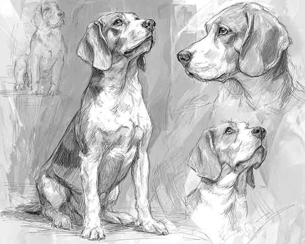 beagle drawing realistic 05