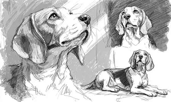 beagle drawing realistic 06