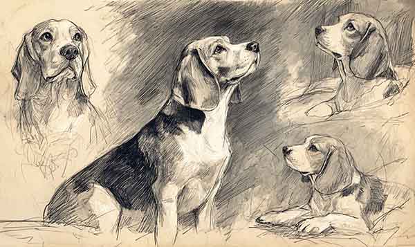 beagle drawing realistic 07