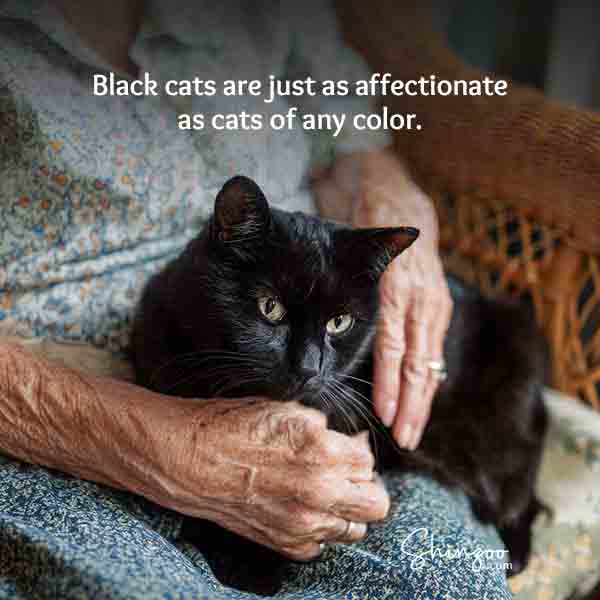 Black cat appreciation day 03