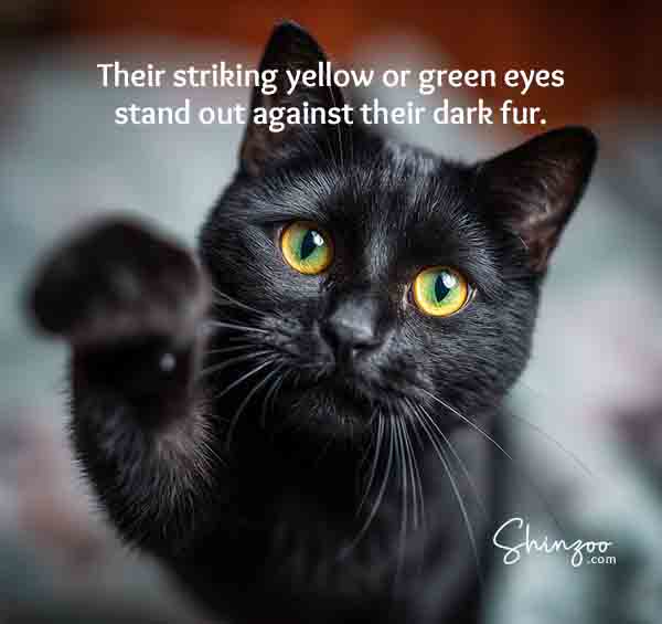 Black cat appreciation day 04