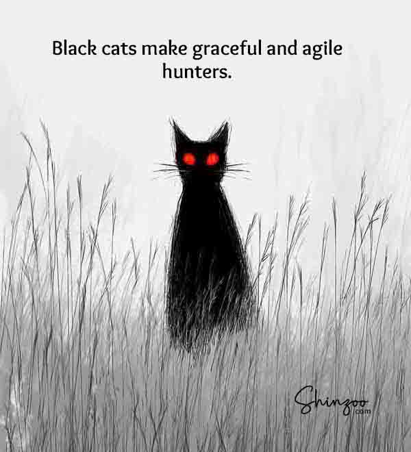 Black cat appreciation day 06