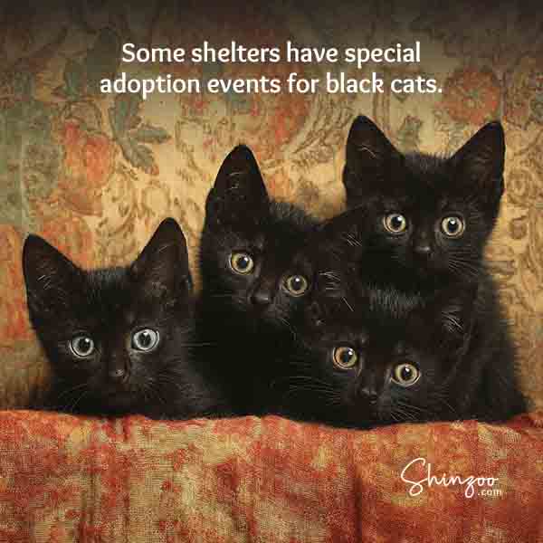 Black cat appreciation day 08