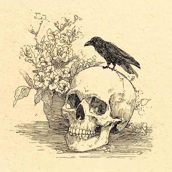 skull with raven drawing 02